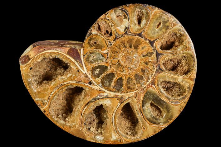 Sliced, Agatized Ammonite Fossil (half) - Jurassic #110736